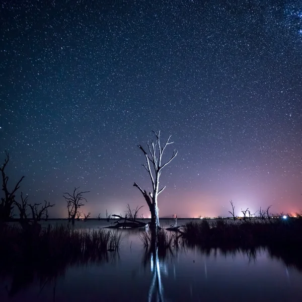 Ночное небо над мертвым деревом — стоковое фото