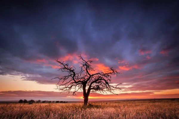 Knorriger Baum bei Sonnenuntergang — Stockfoto
