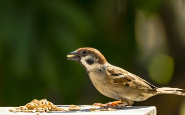 ev serçesi - gezgin evcimen