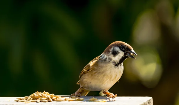 Домашний воробей - pfdomesticus — стоковое фото