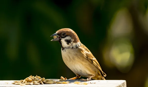 Moineau domestique - passant domesticus — Photo