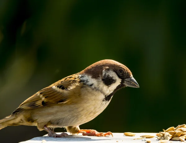 House sparrow - Passer domesticus — Stock Photo, Image