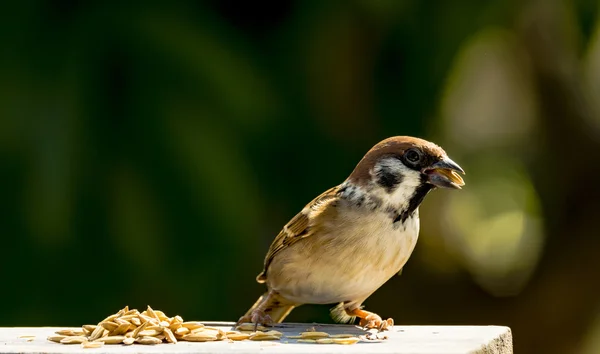 Házi veréb - passer domesticus — Stock Fotó