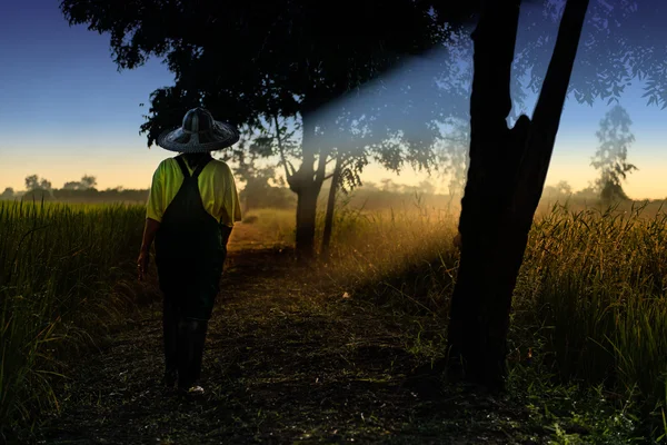 Femme agricultrice tôt le matin Image En Vente