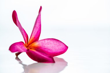 pembe frangipani çiçek