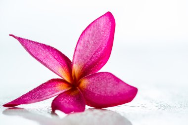 pembe frangipani çiçek