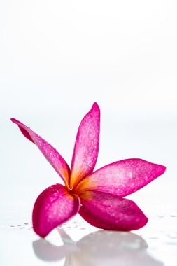 pembe frangipani çiçek