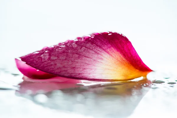 Frangipani flower petal — Stock Photo, Image