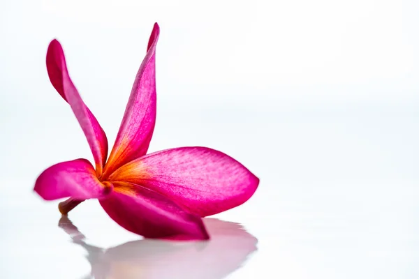 Pink Frangipani flower — Stock Photo, Image