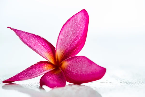 Pink Frangipani flower — Stock Photo, Image