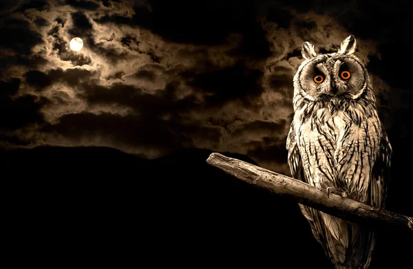 Owl and full moon halloween abstract background — Stock Photo, Image