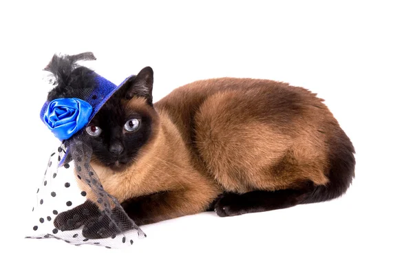 Grappige springerig dierlijke partij siamese kat geïsoleerd op witte achtergrond — Stockfoto