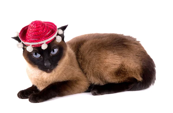 Grappige springerig dierlijke partij siamese kat geïsoleerd op witte achtergrond — Stockfoto