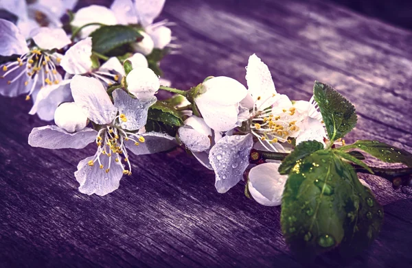 Cherry blossom sakura on rustic wooden table vintage retro photo — Stock Photo, Image