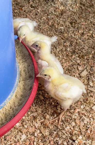 Chicken farm — Stock Photo, Image