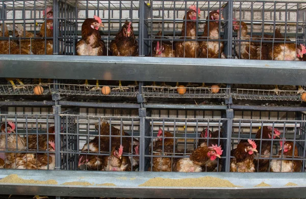 Chicken farm — Stock Photo, Image