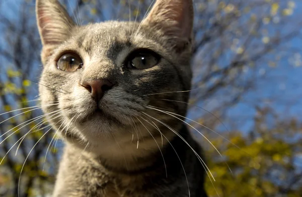 Cat portrait close up — Stock Photo, Image