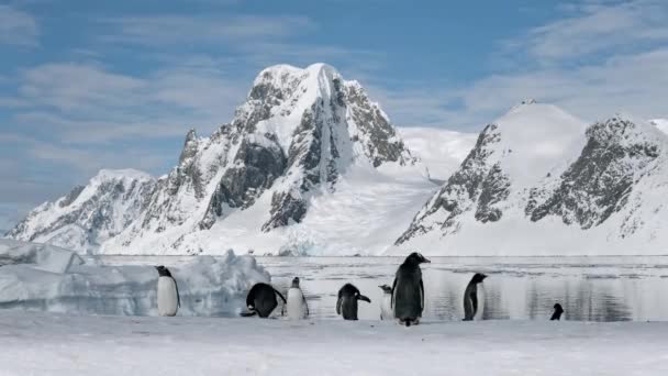 Timelapse of funny Gentoo Penguins in Antarctica. Animales lindos en la nieve, paisaje de hielo. Medio ambiente — Vídeos de Stock