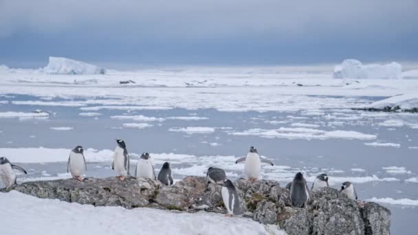 Timelapse di Gentoo pinguini selvatici vita sul mare Antartide. Ghiaccio, montagne innevate di iceberg — Video Stock