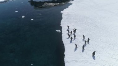 Antarktika gentoo penguen havadan kenar görünümü