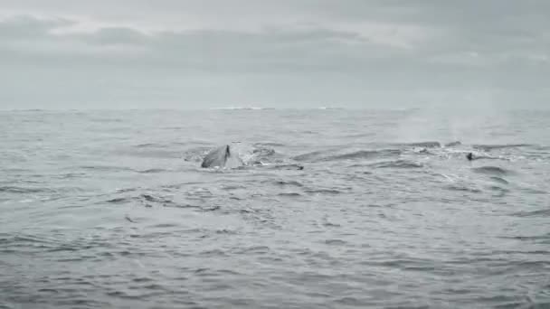 Οικογένεια φαλαινών κολυμπά στην επιφάνεια του ωκεανού. Θαλάσσια ζώα στην Ανταρκτική — Αρχείο Βίντεο