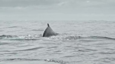 Okyanus anteninde kambur balinanın yavaş çekim görüntüsü. Vahşi doğada nesli tükenmekte olan bir hayvan.