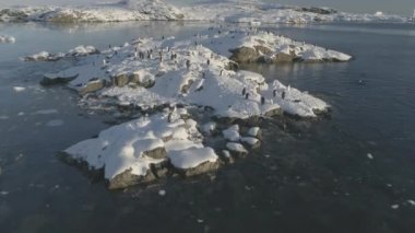 Penguenler karla kaplı bir adada duruyor