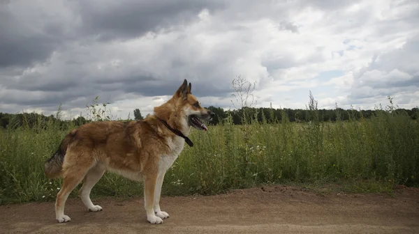 Собака в полі — стокове фото