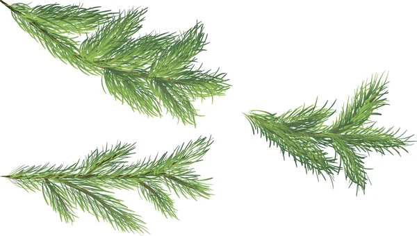 Set of fir brunches — Stock Vector