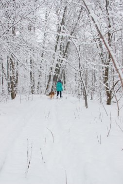 Bir ormanda yürümek