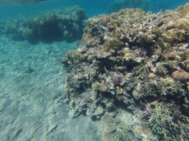 taşlar ve mercan dalacak üzerinde 