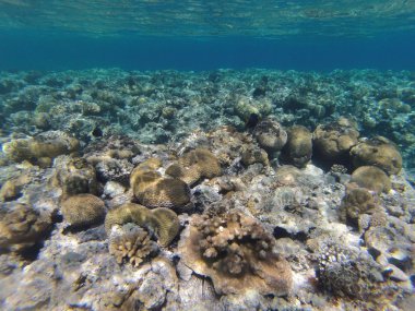 taşlar ve mercan dalacak üzerinde 