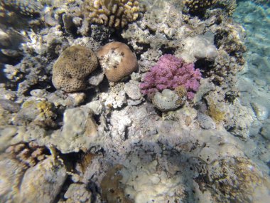 taşlar ve mercan dalacak üzerinde 