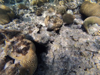 taşlar ve mercan dalacak üzerinde 