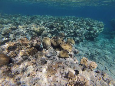 taşlar ve mercan dalacak üzerinde 