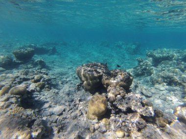 taşlar ve mercan dalacak üzerinde 