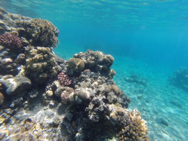 taşlar ve mercan dalacak üzerinde 