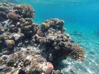 taşlar ve mercan dalacak üzerinde 