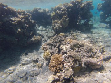 taşlar ve mercan dalacak üzerinde 