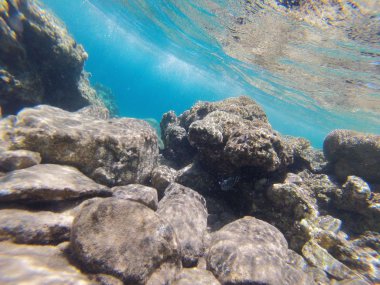 taşlar ve mercan dalacak üzerinde 