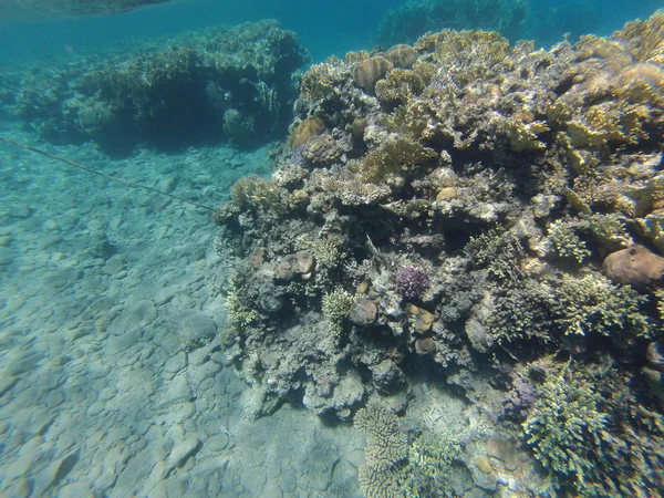 Pedras e corais no fundo do mar — Fotografia de Stock