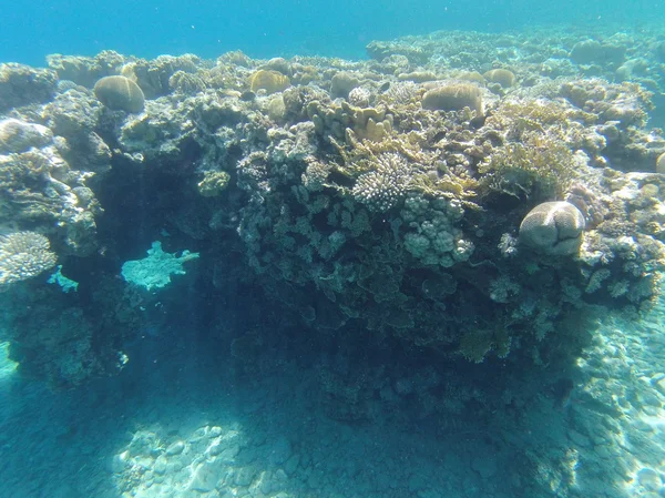 Stones and corals on the seafloor — Stock Photo, Image