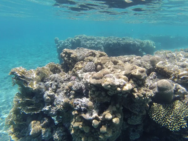 Stones and corals on the seafloor — Stock Photo, Image