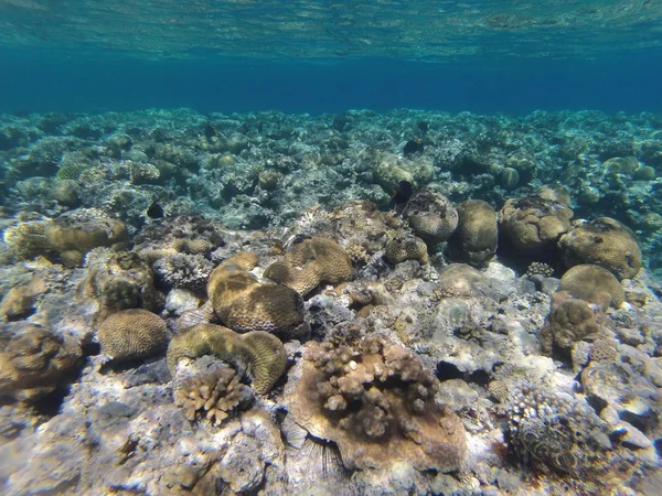 Pietre e coralli sul fondo del mare — Foto Stock