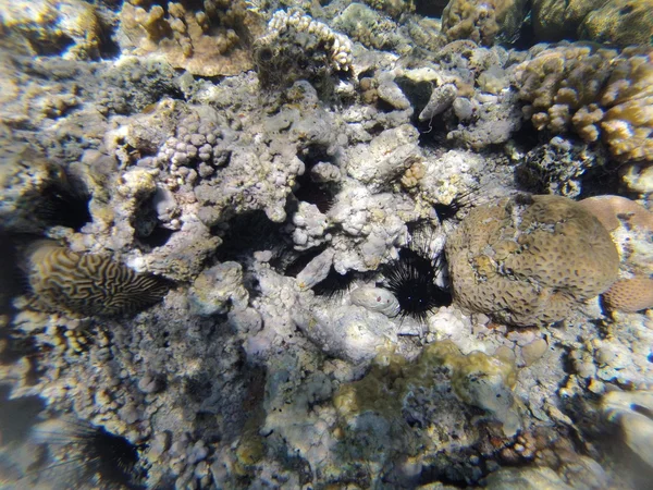 Pedras e corais no fundo do mar — Fotografia de Stock