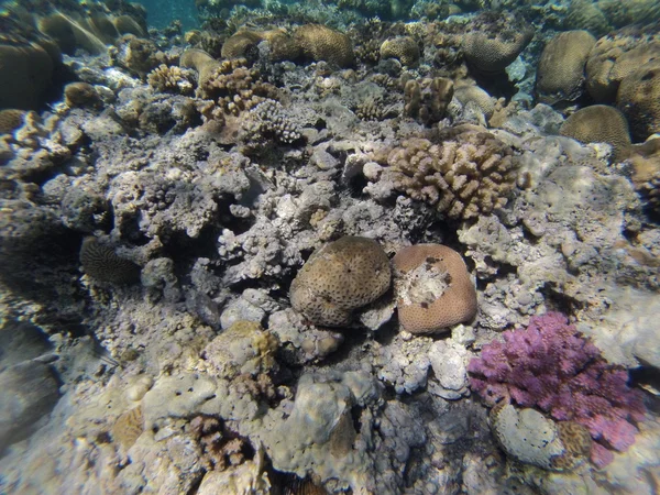 Stones and corals on the seafloor — Stock Photo, Image