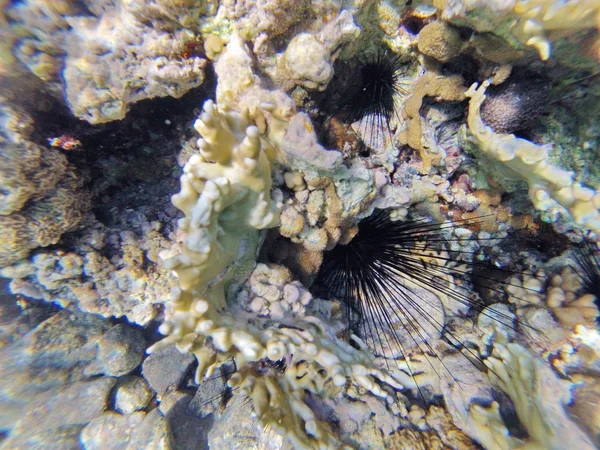 Stones and corals on the seafloor — Stock Photo, Image