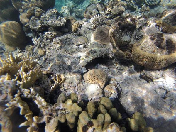 Каміння і корали на морській підлозі — стокове фото