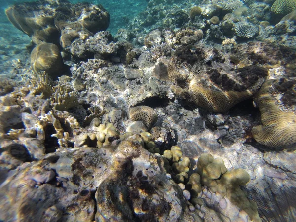 Pedras e corais no fundo do mar — Fotografia de Stock