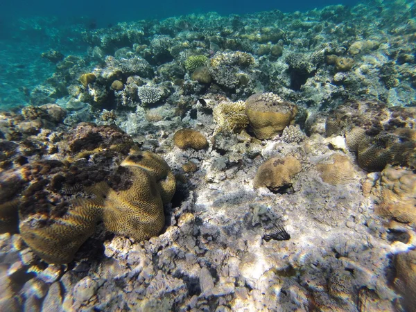 Pedras e corais no fundo do mar — Fotografia de Stock